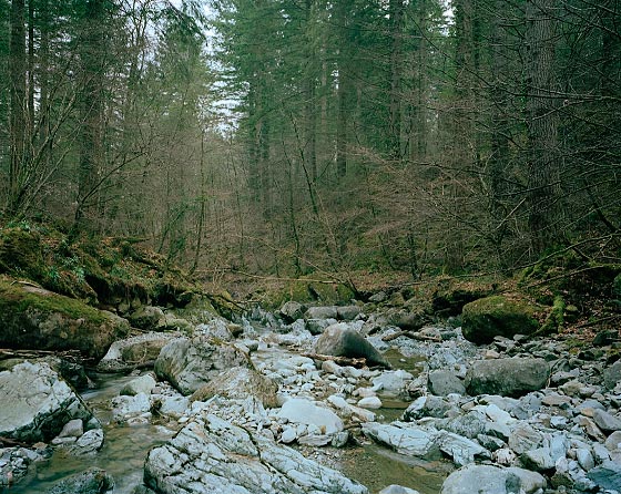 Image of a river bed in north wales. Dense trees and blue rock.